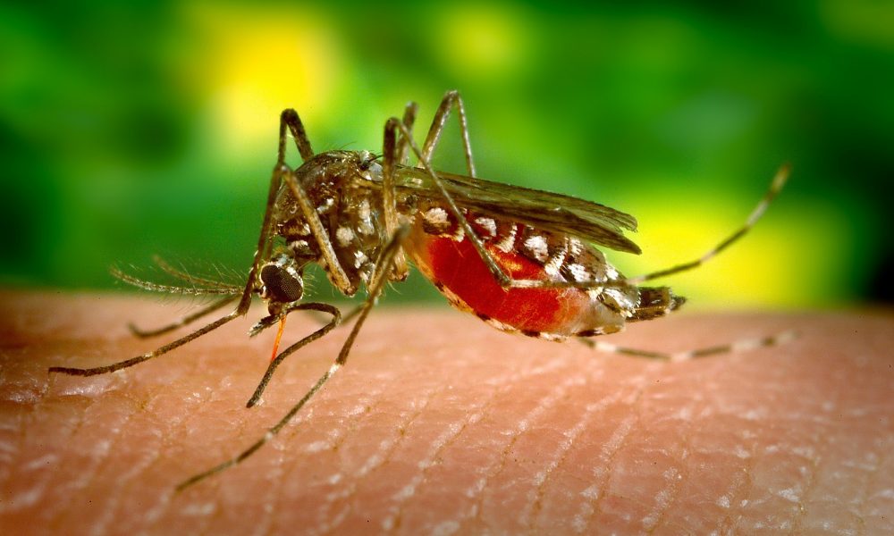 El Dengue: amenaza mortal para los colombianos