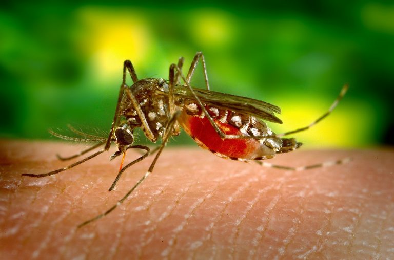 Lee más sobre el artículo El Dengue: amenaza mortal para los colombianos