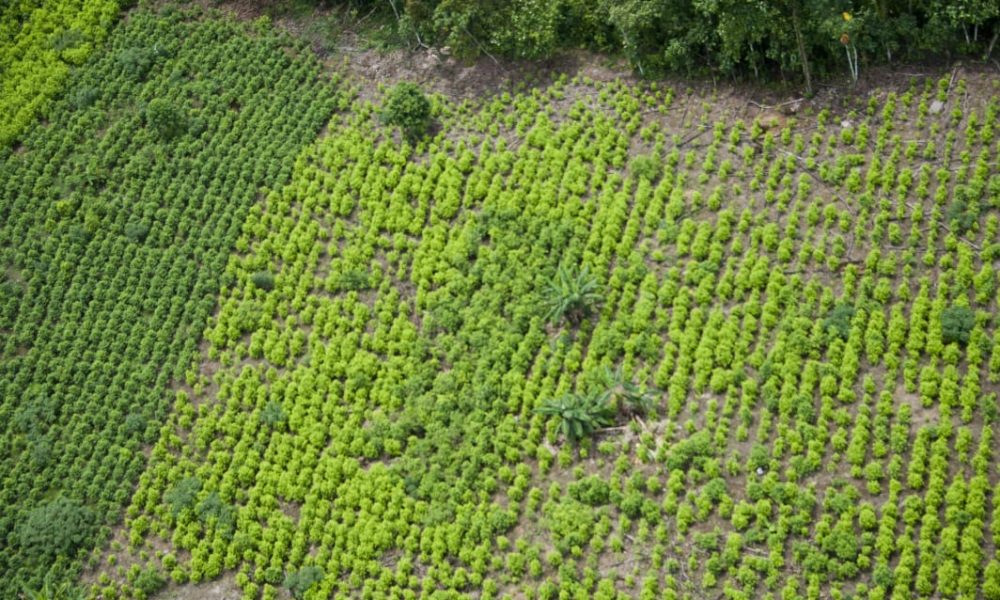 ¿Cómo disminuir los cultivos ilícitos y la producción de cocaina?