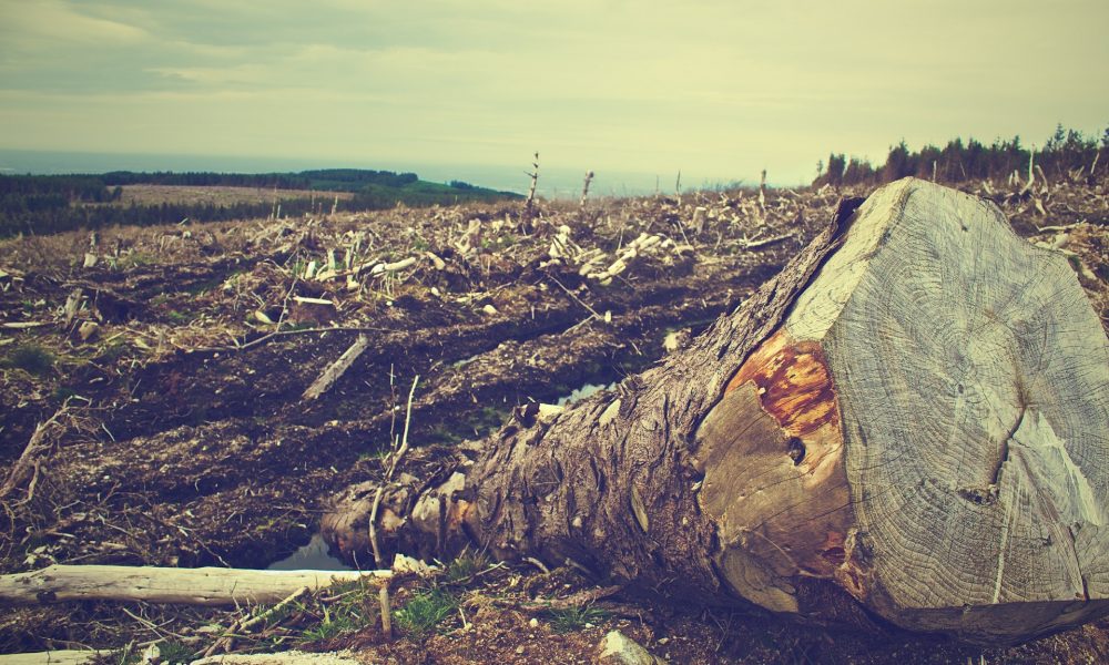 Amazonía: Punto crítico de la deforestación en Colombia