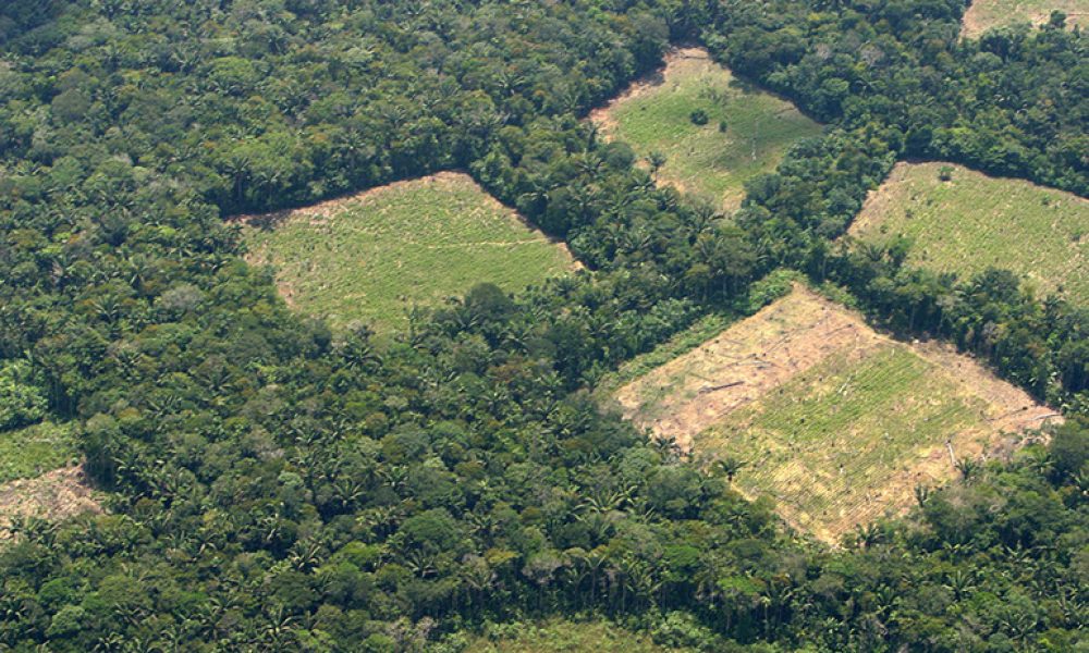 De 78.000 a 208.000 hectáreas de cultivos de coca