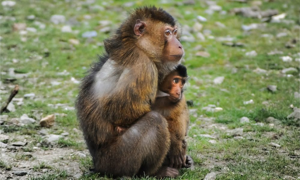 Vuelco al Instituto de Protección Animal