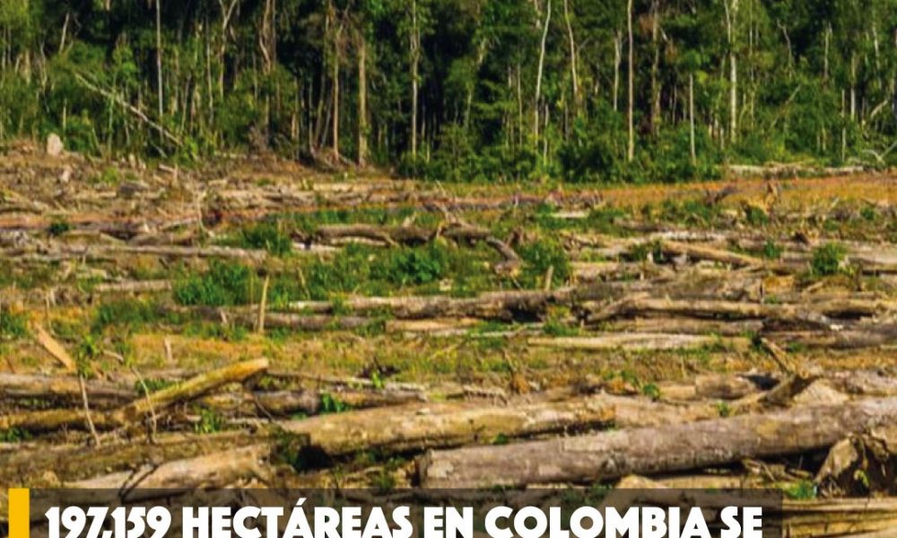 Día Internacional del medio Ambiente ¿Cómo va Colombia?