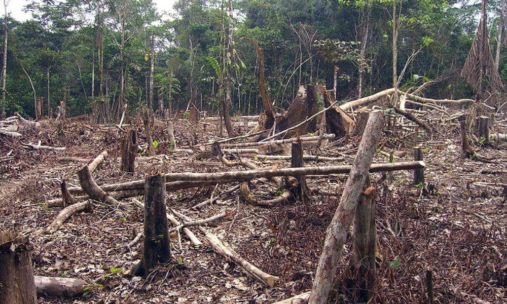 Cárcel para los que deforesten