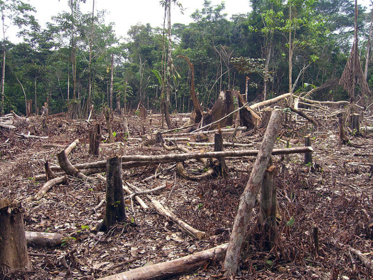 Lee más sobre el artículo Cárcel para los que deforesten
