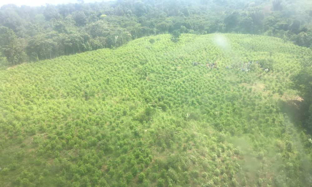 El Catatumbo está inundado en coca