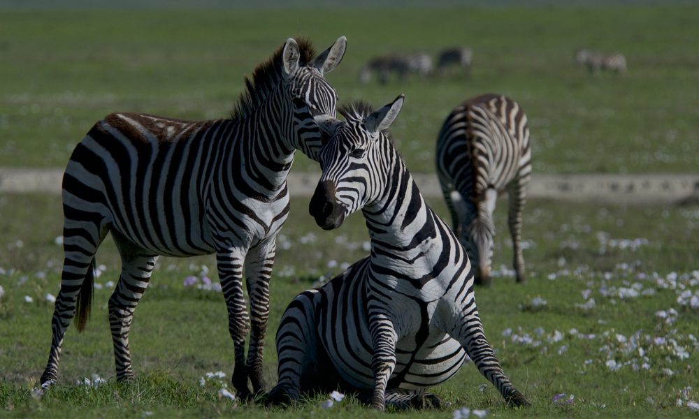 La extinción de animales, un nuevo desafió para el cambio climático