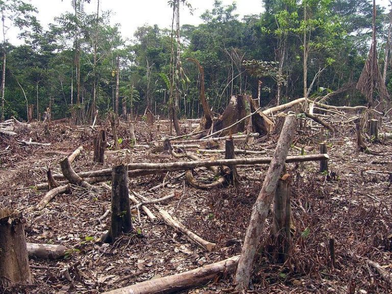 ¿Cómo cumplir con la deforestación 0 para el 2030?