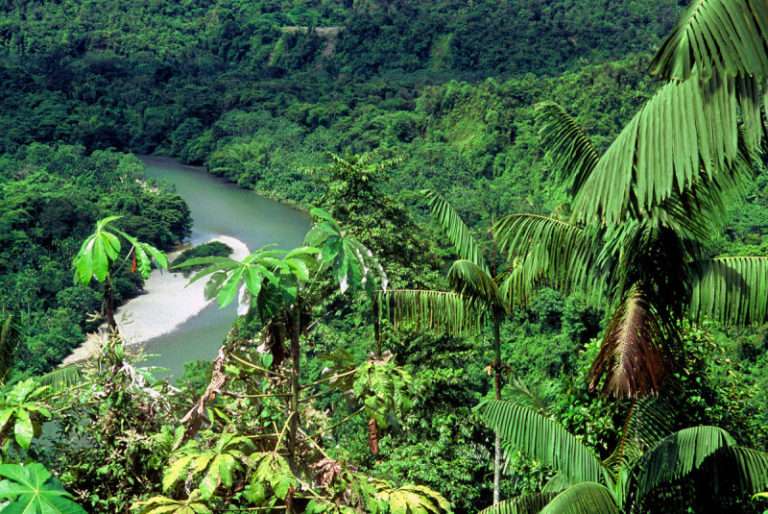 Lee más sobre el artículo Preocupante situación de deforestación en Colombia ¿Cómo combatirla?