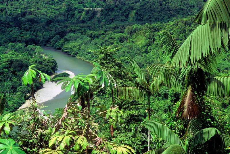 En este momento estás viendo Preocupante situación de deforestación en Colombia ¿Cómo combatirla?