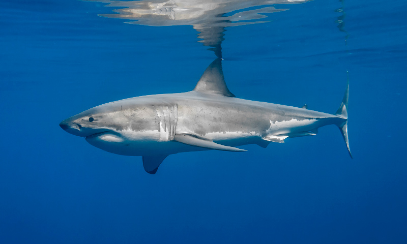 En este momento estás viendo El sacrificio de tiburón blanco en la Alta Guajira