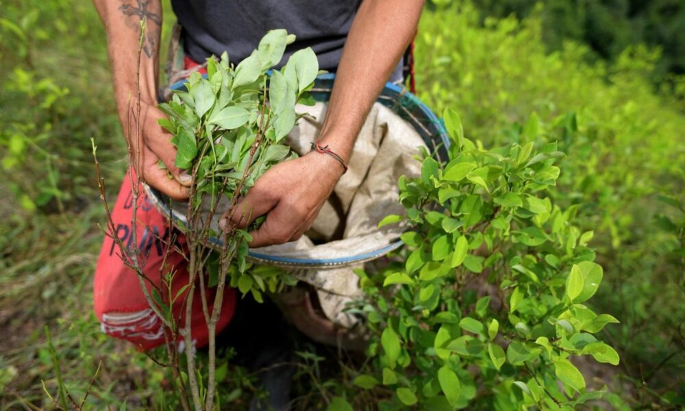 El preocupante aumento de cultivos ilícitos en Colombia