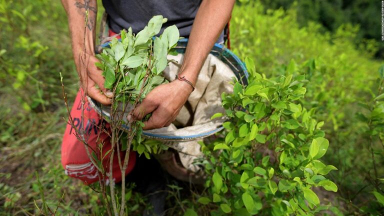 Lee más sobre el artículo El preocupante aumento de cultivos ilícitos en Colombia