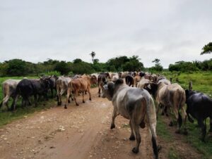 Entre el ELN y las FARC: La tragedia de los ganaderos y un país sin control.